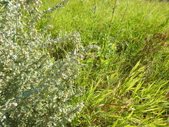 Ancistrocerus antilope