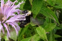 Bombus auricomus
