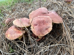 Boletus sensibilis