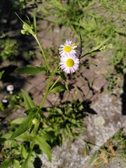 Erigeron annuus
