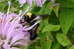 Bombus auricomus