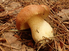 Suillus weaverae