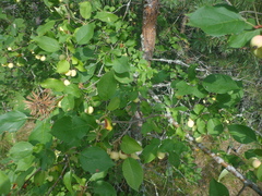 Malus sylvestris