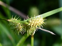Carex squarrosa