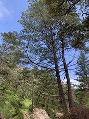 Cupressus lusitanica
