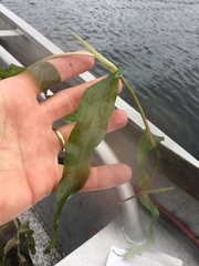 Potamogeton praelongus