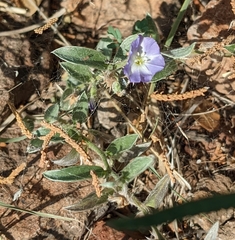 Evolvulus nuttallianus