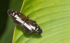 Castilia