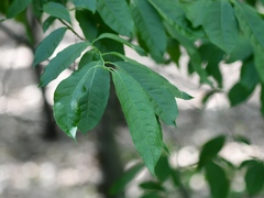 Oxydendrum arboreum