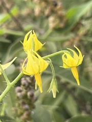 Solanum lycopersicum