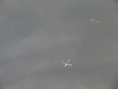 Aeshna mixta