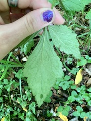 Geum