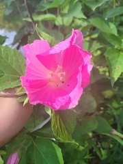 Hibiscus moscheutos