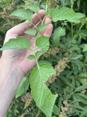 Solanum lycopersicum