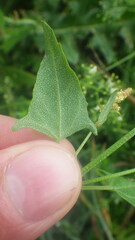 Atriplex prostrata
