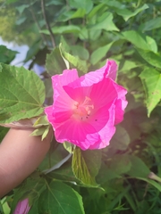 Hibiscus moscheutos