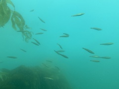 Halichoeres californicus