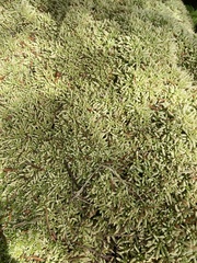 Sphagnum palustre
