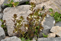 Euphrasia