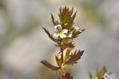 Euphrasia