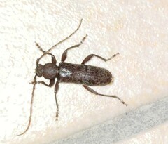 Trichoferus campestris