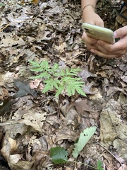 Sceptridium dissectum