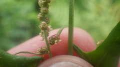 Atriplex prostrata
