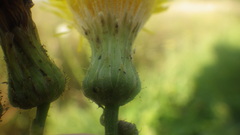Sonchus arvensis arvensis