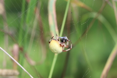 Araneus trifolium