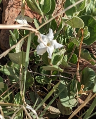 Mandevilla macrosiphon