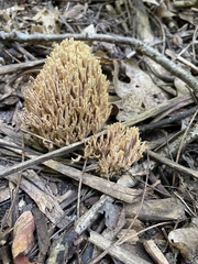 Ramaria stricta