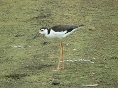 Himantopus mexicanus
