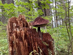 Aureoboletus mirabilis