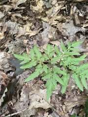 Sceptridium dissectum