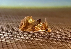 Plusiodonta compressipalpis