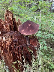 Aureoboletus mirabilis