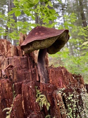 Aureoboletus mirabilis