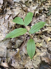 Maianthemum racemosum