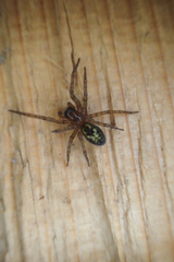Amaurobius