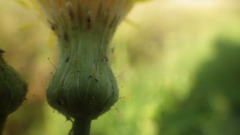 Sonchus arvensis arvensis