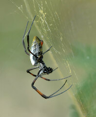Trichonephila inaurata
