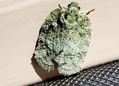 Flataloides scabrosus