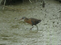 Rallus limicola