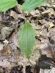 Maianthemum racemosum