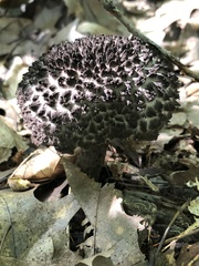 Strobilomyces