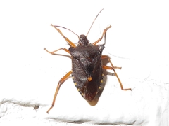 Pentatoma rufipes