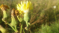 Sonchus arvensis arvensis