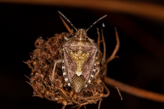 Dolycoris baccarum