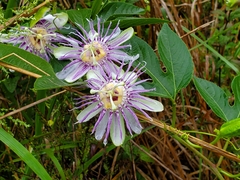 Passiflora incarnata