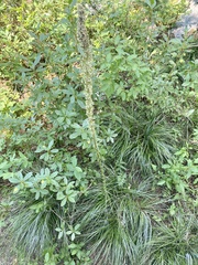 Xerophyllum tenax